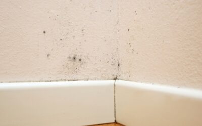 How to Prevent Mould in Winter: A Tenant’s Guide for Australian Homes